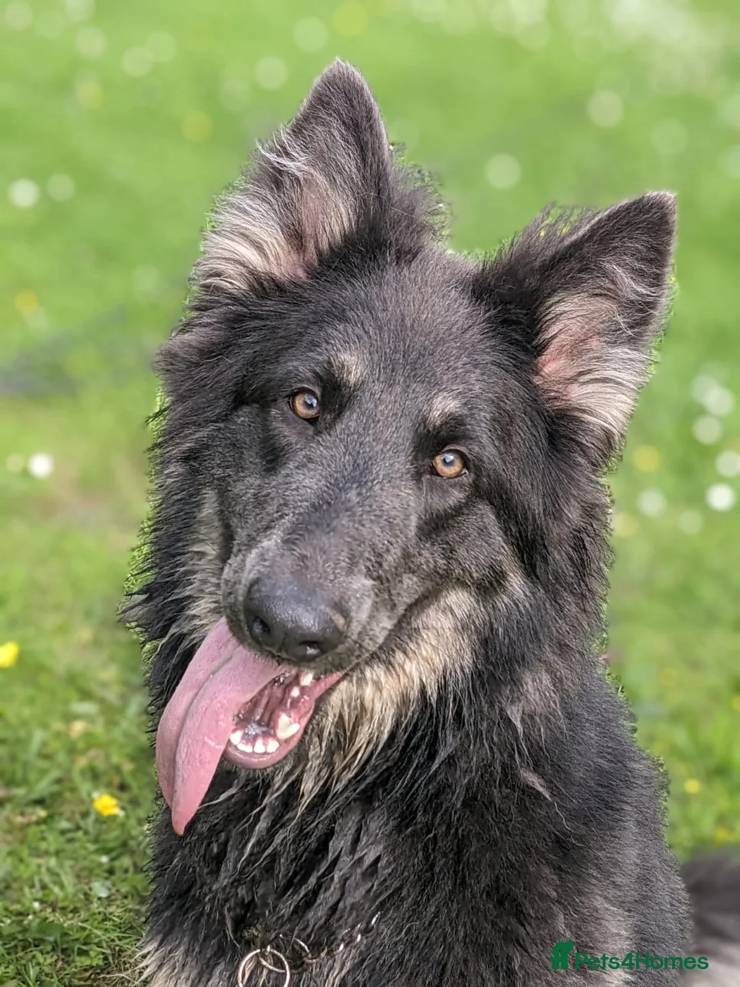 German Shepherd dogs for sale: Big bold and loyal  unique colours - Advert 2