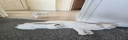British Shorthair cats for sale: Gorgeous Tabby Female Kitten - Advert 2