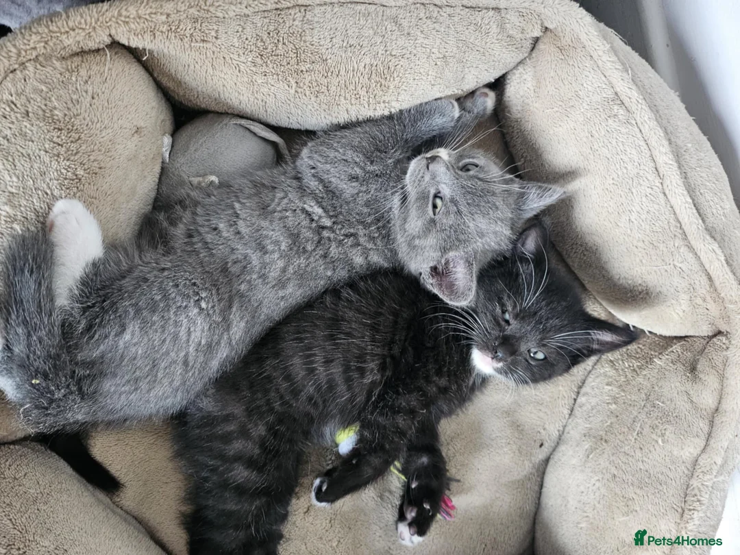Mixed Breed cats for sale: Two beautiful mixed with British shorthairs  in Basildon - Advert 8