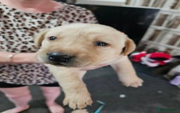 Labrador Retriever dogs for sale: KC Registered Pedigree Labrador Pups for Sale - Image 9