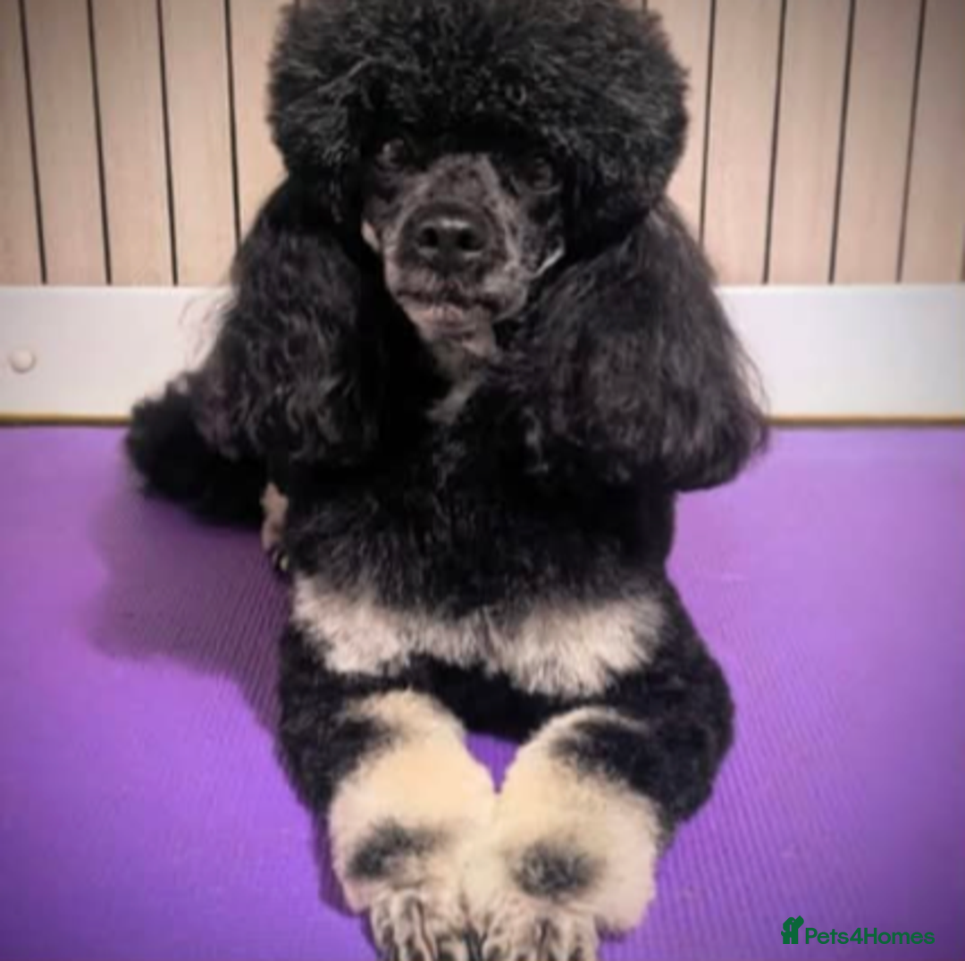 Miniature Poodle dogs for sale: KC Silver Phantom Miniature Poodle - Advert 4