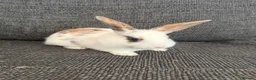 Mixed Breed rabbits for sale: Two Girl Bunnies for sale 💕 in St Albans - Advert 3