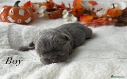 French Bulldog dogs for sale: Frenchie pups KC Registered  - Image 3