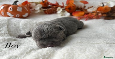 French Bulldog dogs - Advert 1
