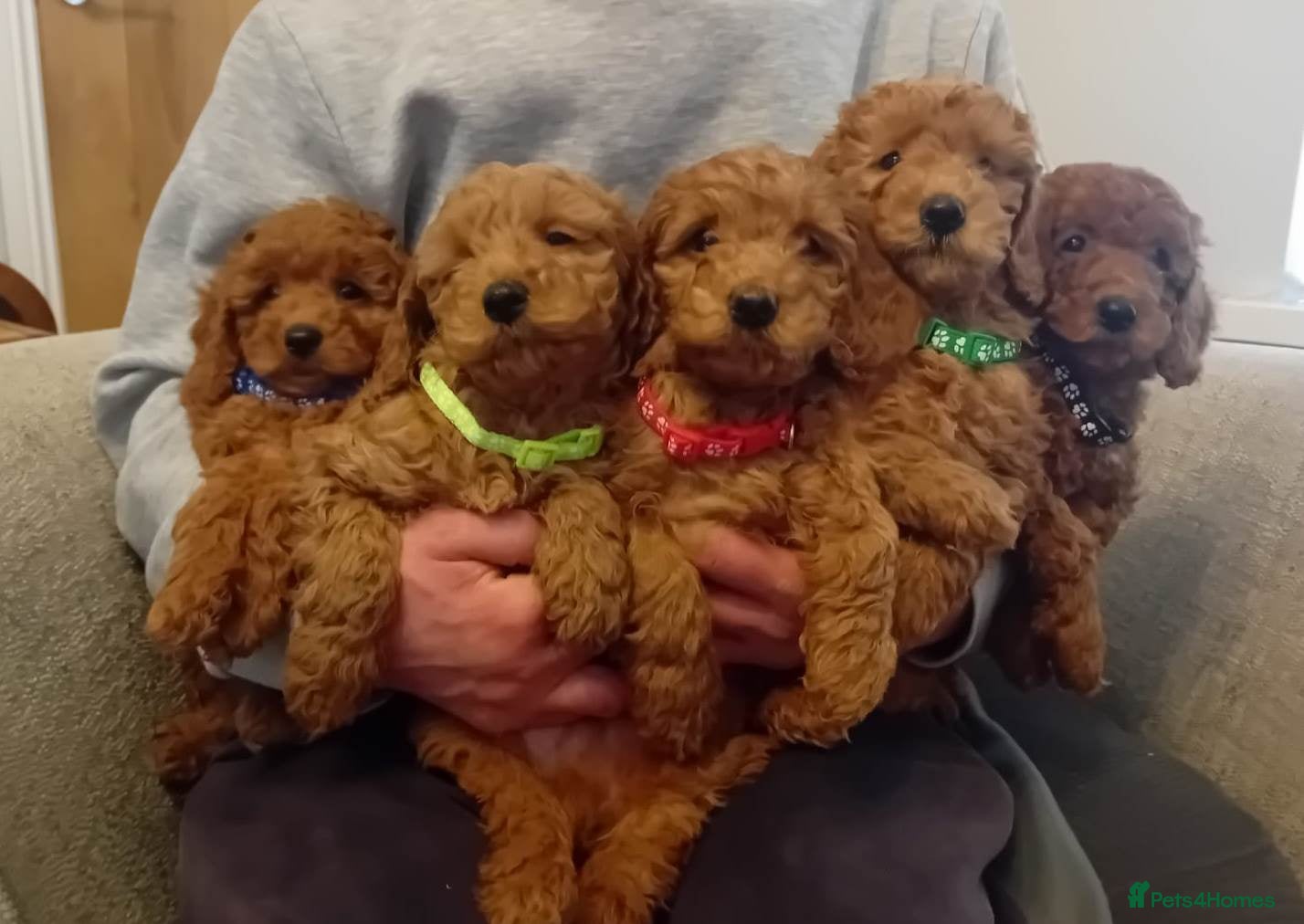 Goldendoodle dogs Goldendoodle puppies - Advert 1