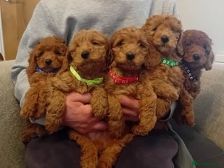 Goldendoodle dogs Goldendoodle puppies - Advert 6