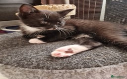 Mixed Breed cats for sale: Kittens😺 - Image 27