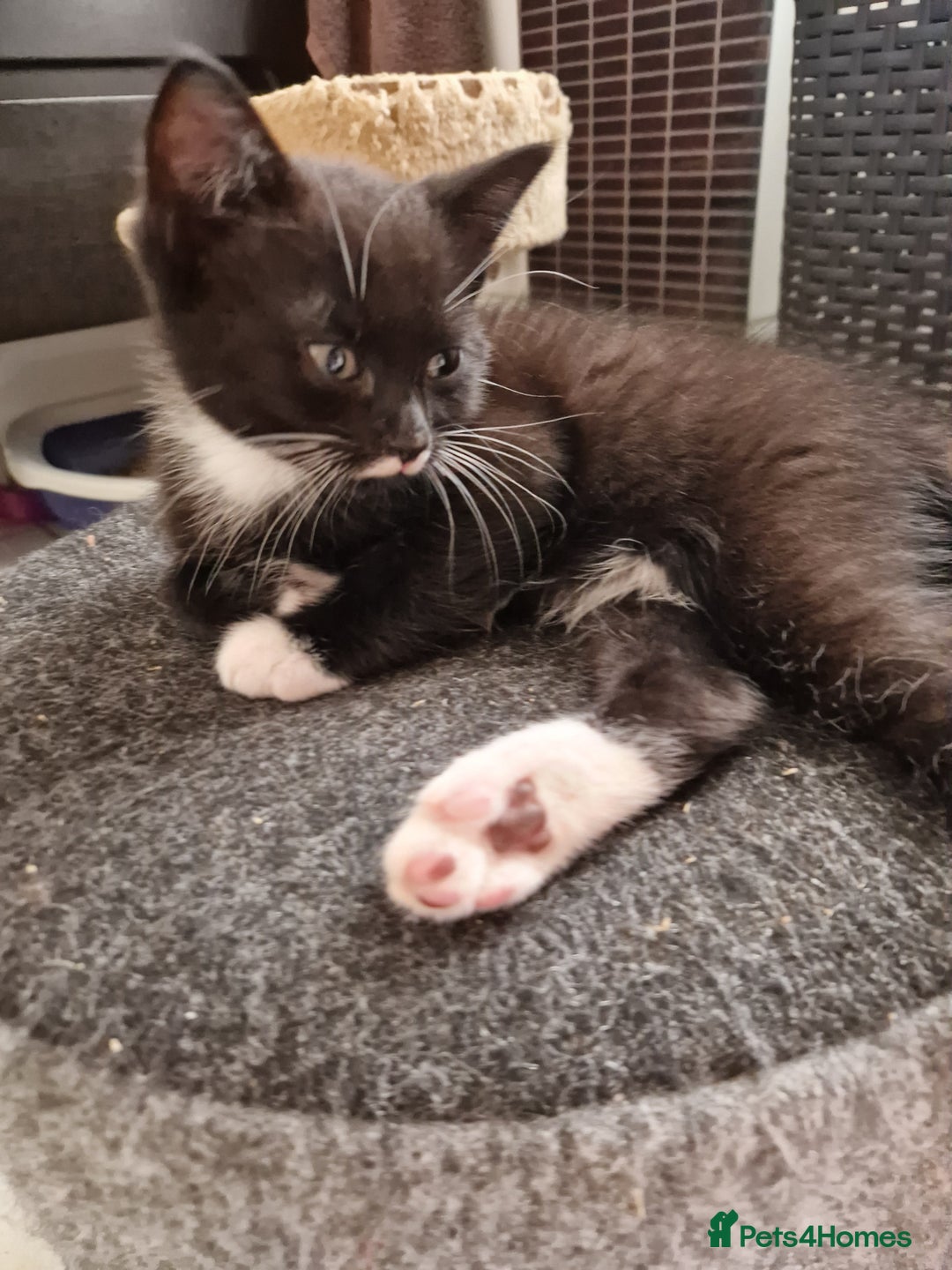 Mixed Breed cats for sale: Kittens😺 - Image 27