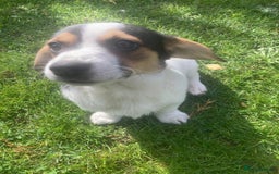 Mixed Breed dogs for sale: Daxijack boy - Image 6