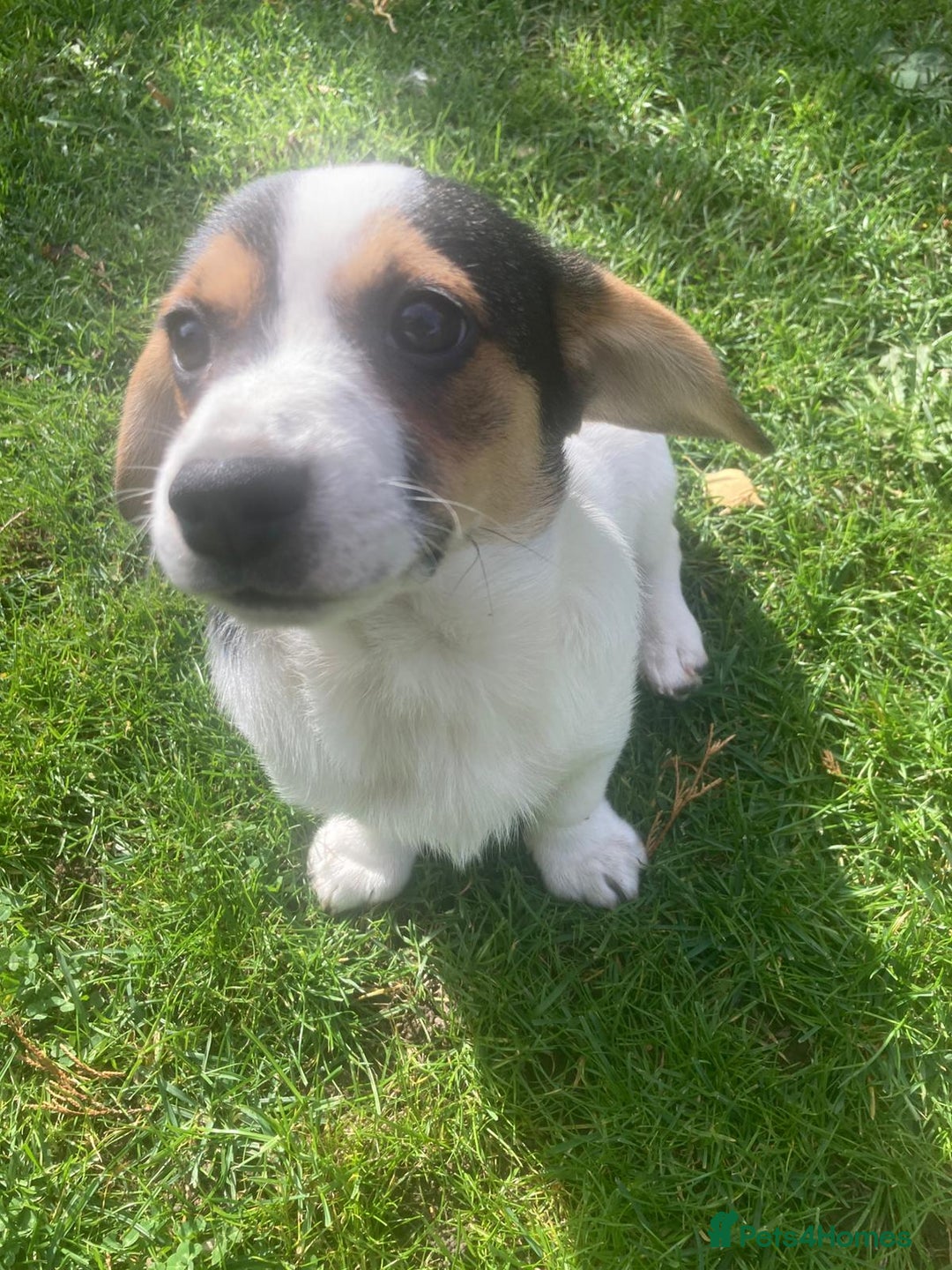 Mixed Breed dogs for sale: Daxijack boy - Image 6