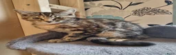 Maine Coon cats for sale: Beautiful 3/4 Maine Coon cross Kittens - Advert 19