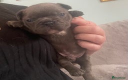 French Bulldog dogs for sale: French bulldog puppies.  - Image 8
