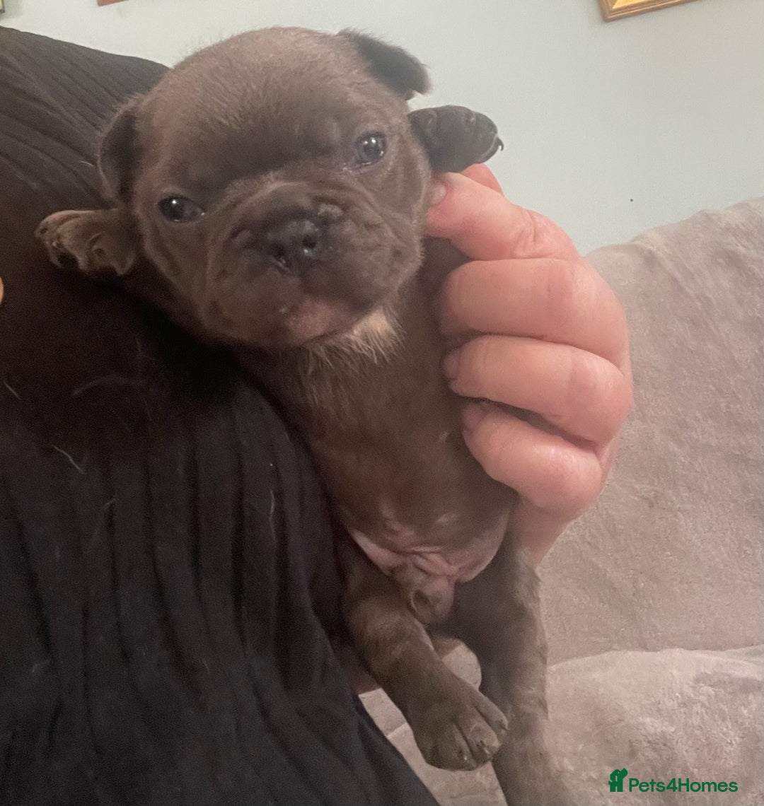 French Bulldog dogs for sale: French bulldog puppies.  - Image 8