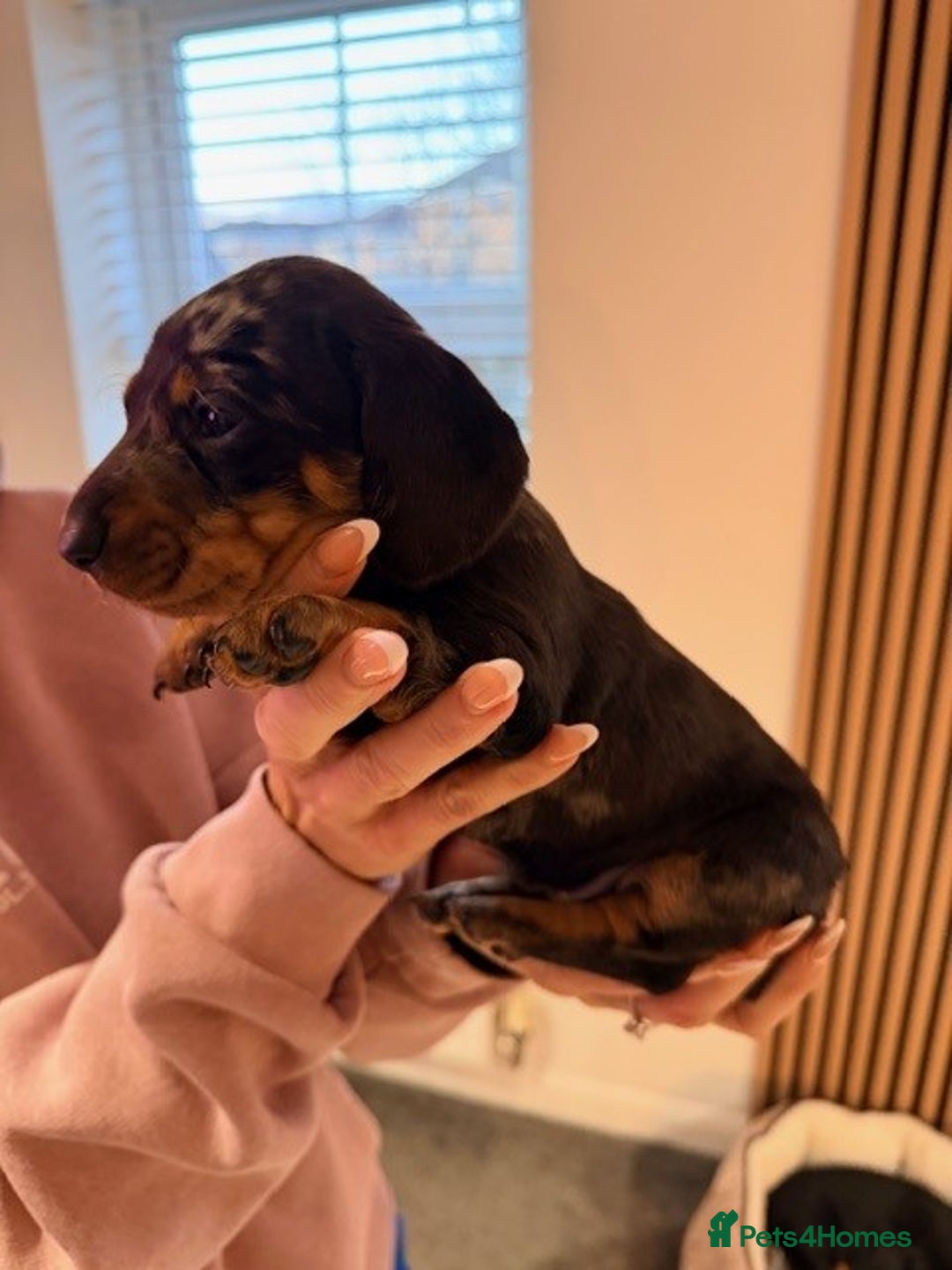 Dachshund dogs for sale: Adorable dachshund puppies 2 male & 2 female - Advert 13