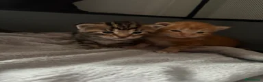 Tabby boy