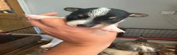 Jack Russell dogs for sale: Jack Russell puppies for sale - Advert 11