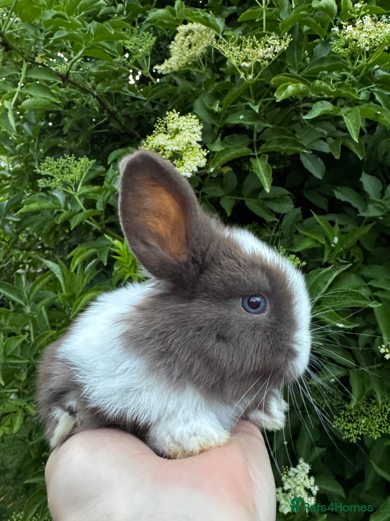 Mixed Breed rabbits Beautiful litter of 4 Holland cross mini lop.  - Advert 8