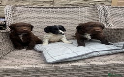 Cocker Spaniel dogs for sale: Beautiful cocker spaniel puppies  - Image 16