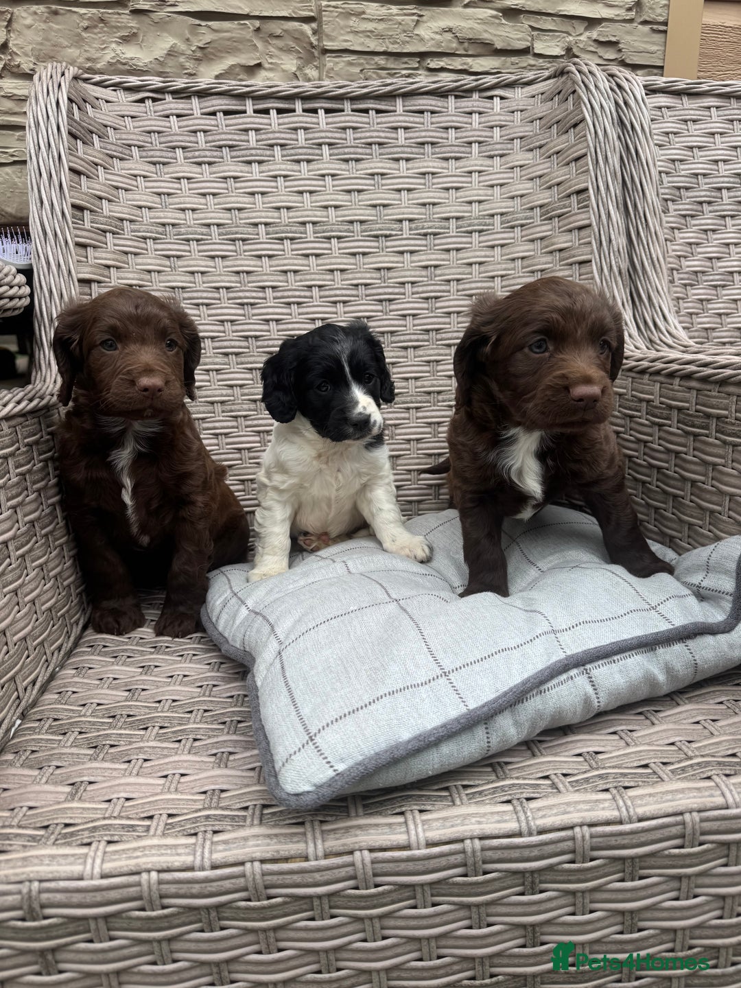 Cocker Spaniel dogs for sale: Beautiful cocker spaniel puppies  - Image 16