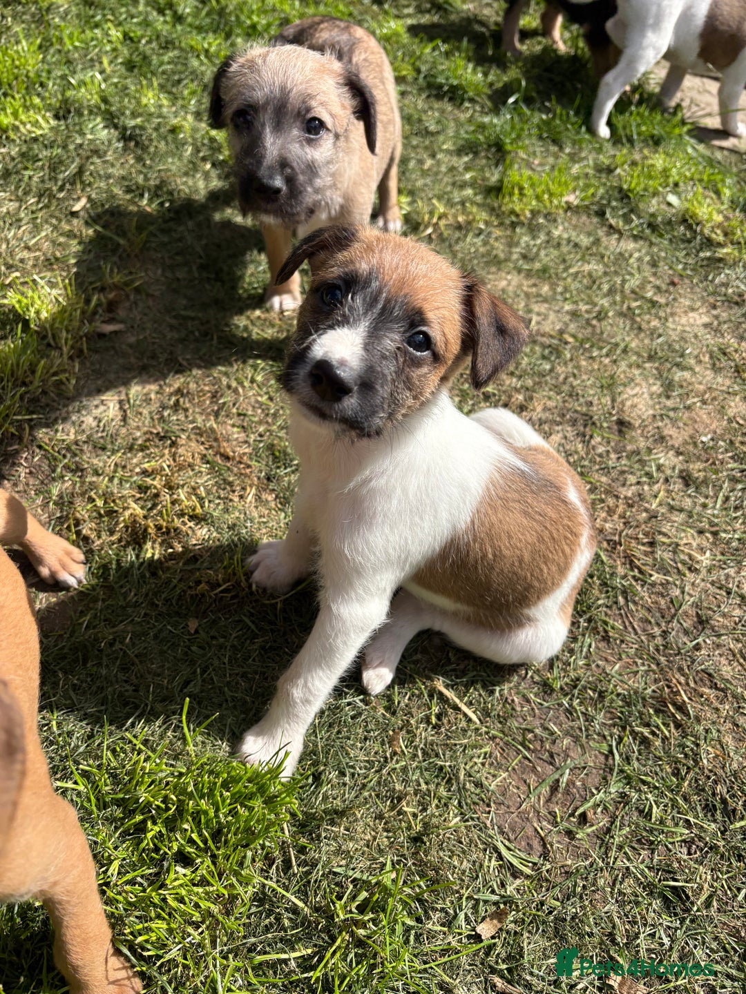 Mixed Breed dogs for sale: Beddy whippet x Russel - Image 3