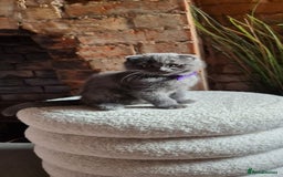 Scottish Fold cats for sale: Adorable Scottish Fold and Straight Kittens  - Image 21