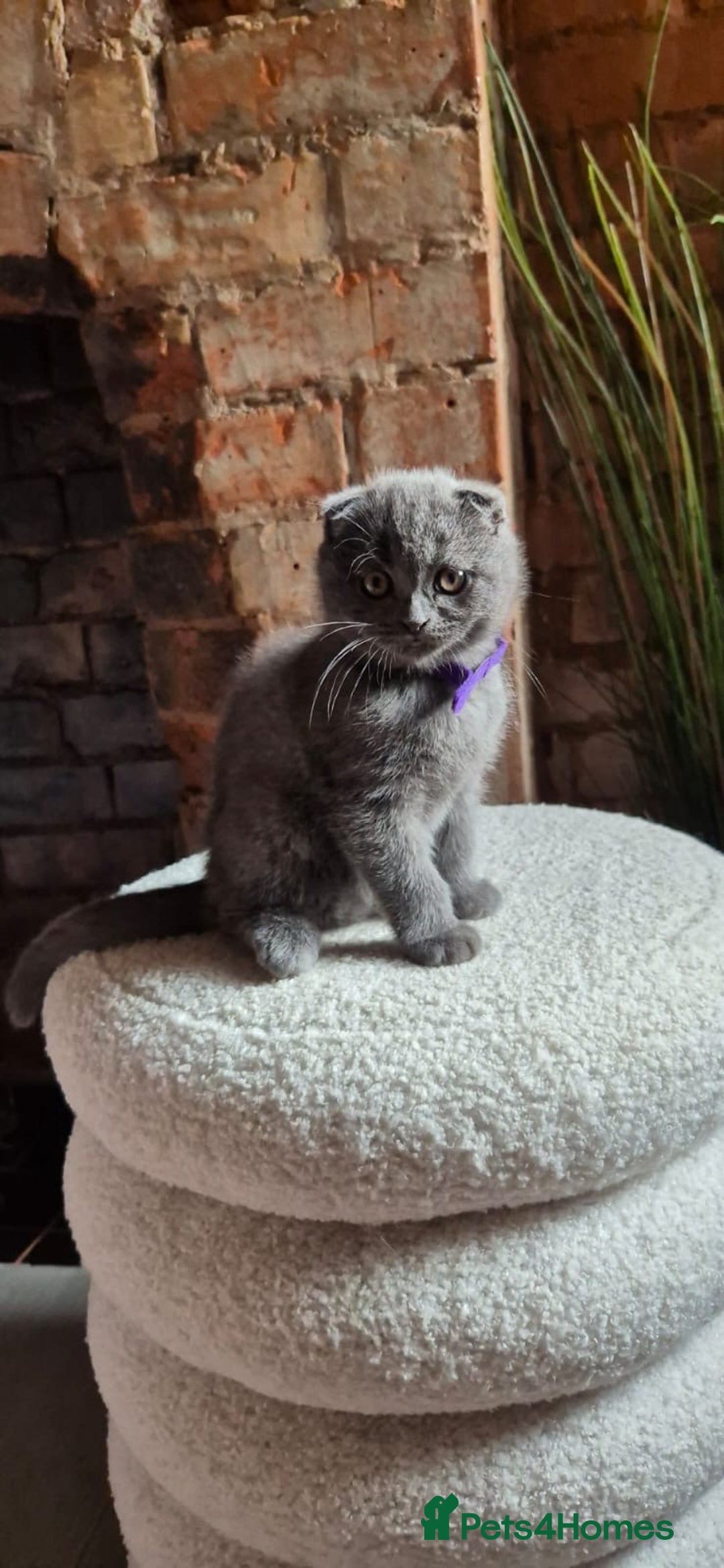 Scottish Fold cats for sale: Adorable Scottish Fold and Straight Kittens  - Image 21