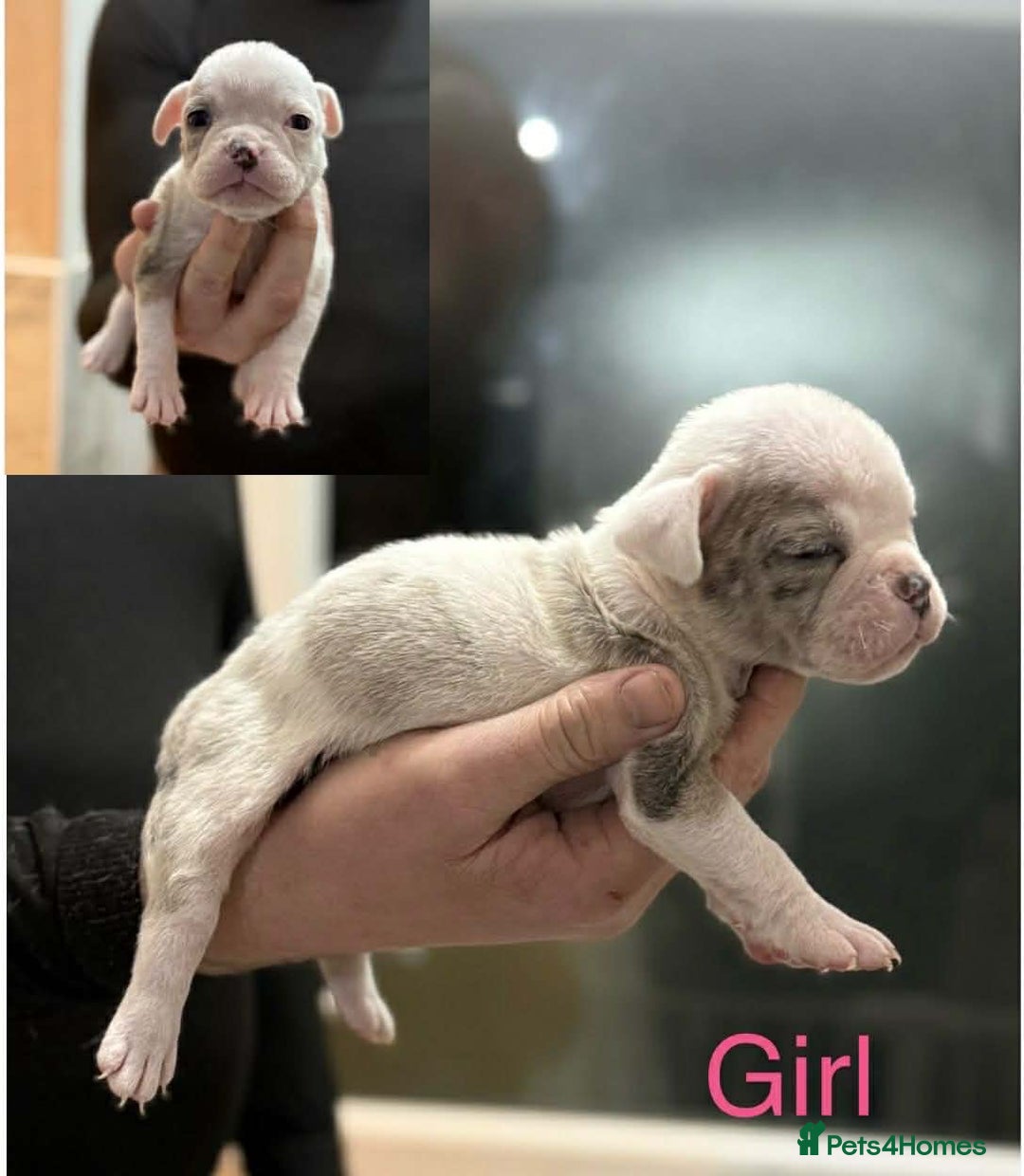 Dorset Olde Tyme Bulldogge dogs for sale: Olde English bulldog pups for sale - Advert 11