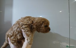 Cavapoochon dogs for sale: Beautiful Ruby Boy - Advert 4