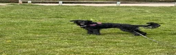 Mixed Breed dogs for sale: Female cross breed 4 yrs old in Newhaven - Advert 3