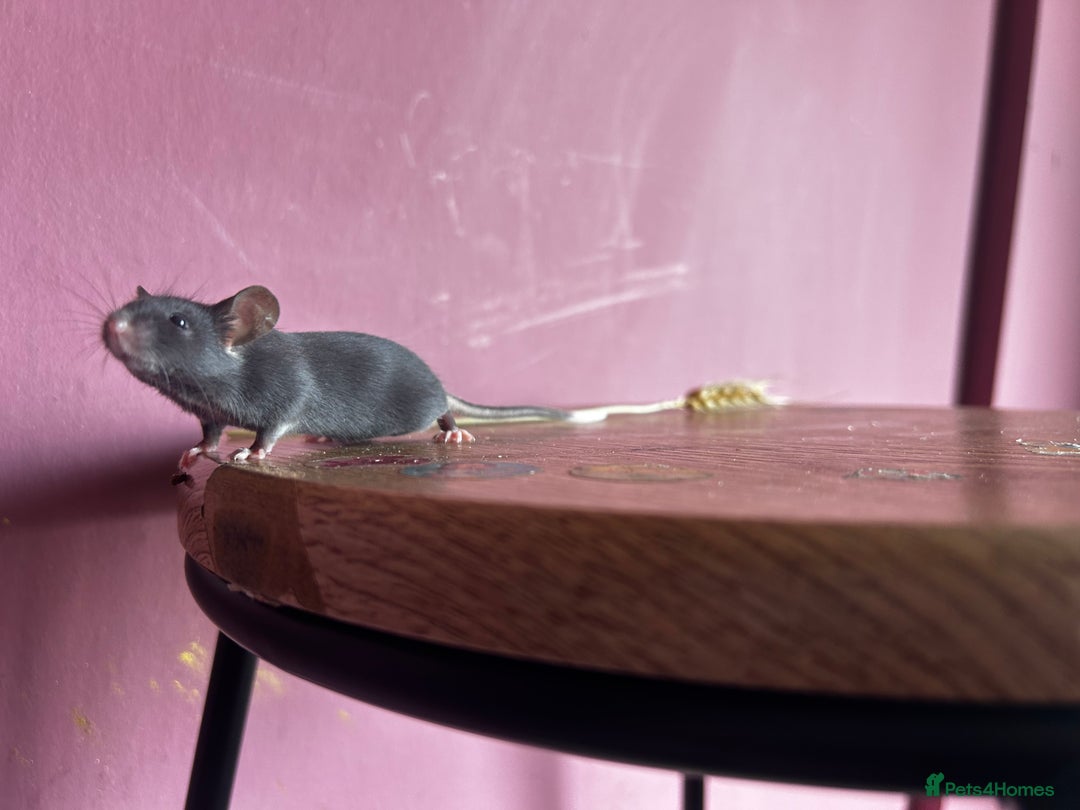 Mouse rodents for sale: Little Mices  - Image 2