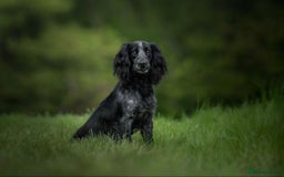 Cocker Spaniel dogs for sale: Outstanding litter KC registered working cockers  - Image 9