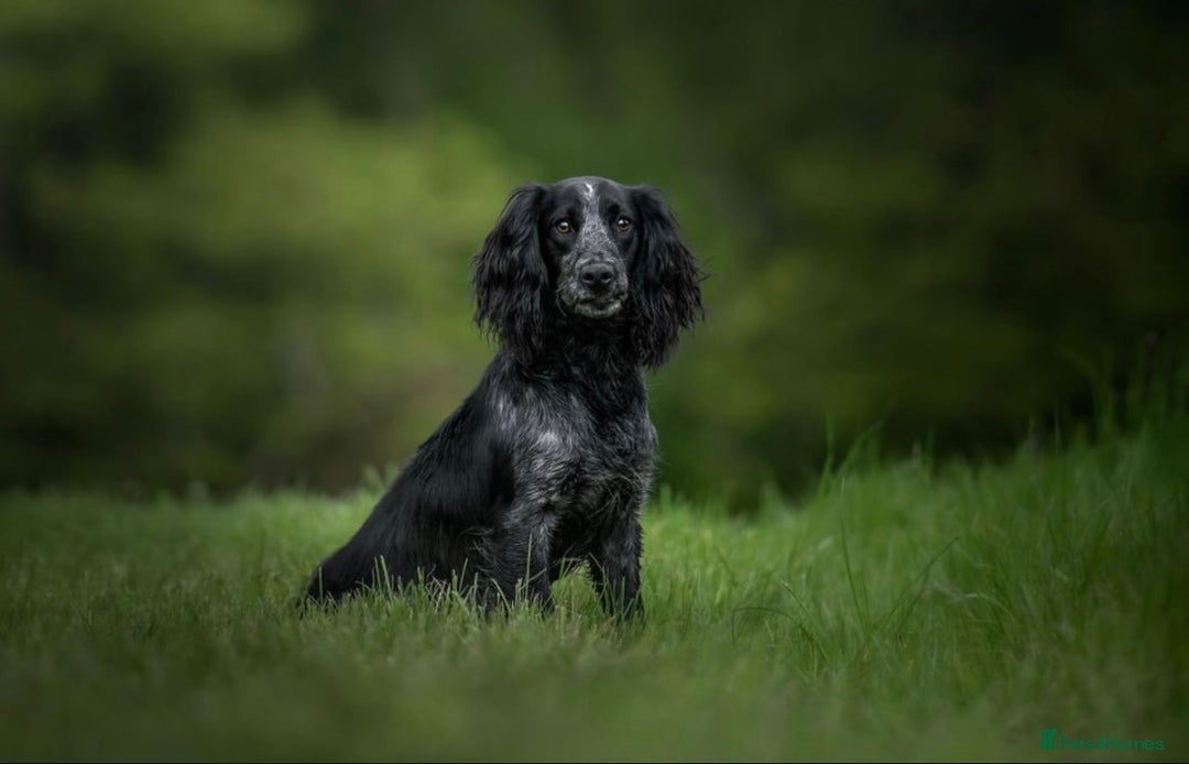 Cocker Spaniel dogs for sale: Outstanding litter KC registered working cockers  - Image 9