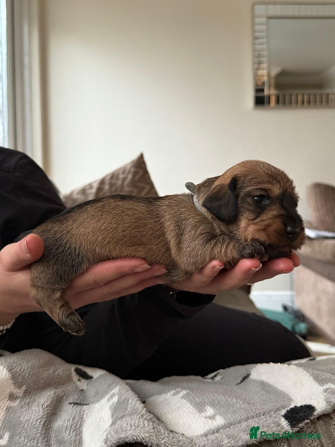 Miniature Dachshund dogs for sale: Supreme KC Miniature Wirehaired Dachshunds! - Advert 7