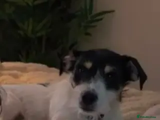 Jack Russell dogs Jack Russel terrier - Advert 15