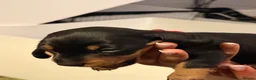 Miniature Dachshund dogs for sale: 4 male smooth hair miniature dachshund  - Advert 7