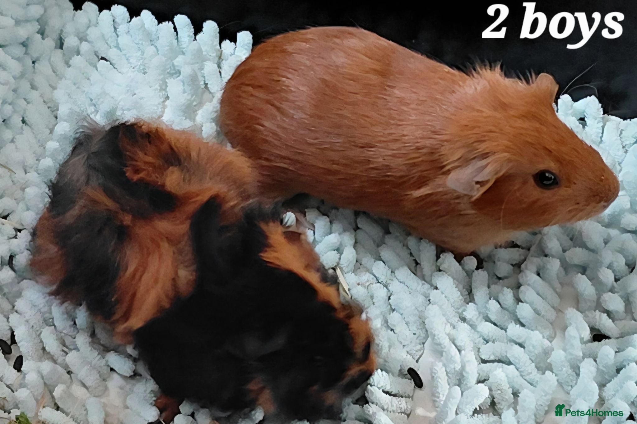Guinea Pig rodents 2 beautiful boys ready to 25th august - Advert 1