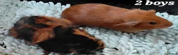 Guinea Pig rodents for sale: 2 beautiful boys ready to 25th august in Driffield - Advert 1