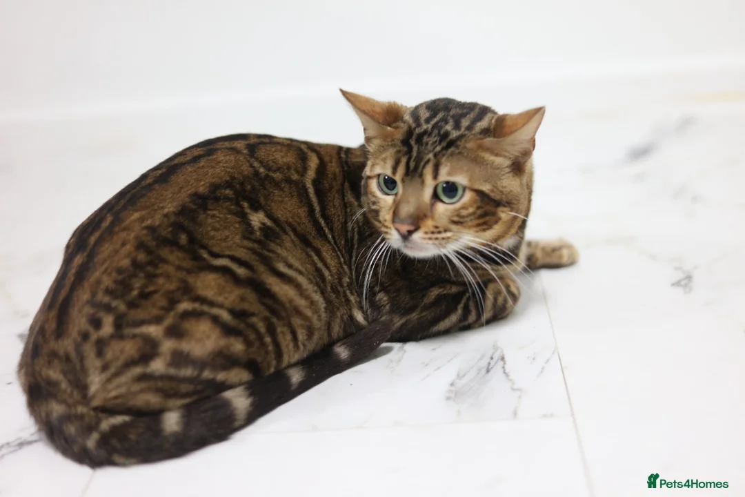 Bengal cats for stud: Sabor Russia Import Charcoal Carrier  - Advert 1