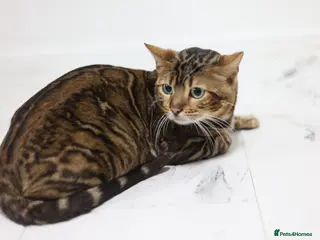 Bengal cats Sabor Russia Import Charcoal Carrier - Advert 7