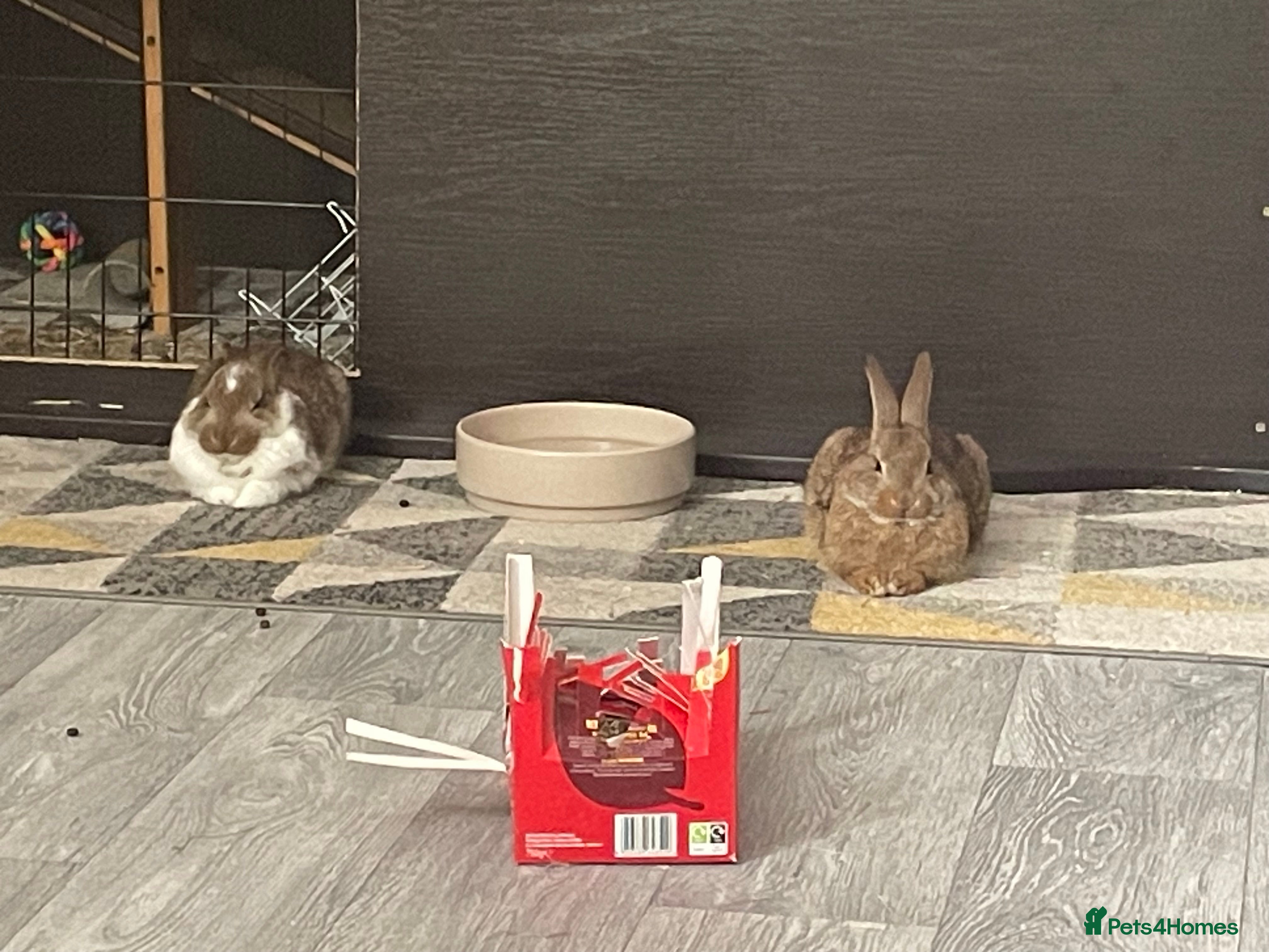 Mixed Breed rabbits 2 gorgeous bunny girls  - Advert 1