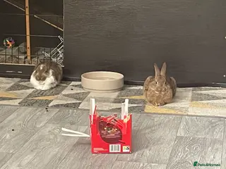 Mixed Breed rabbits 2 gorgeous bunny girls - Advert 16