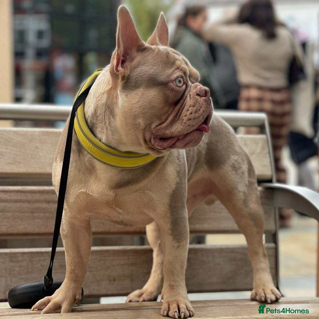 French Bulldog dogs for sale: Reduced Isabella and New Shade Isabella Puppies  - Advert 4