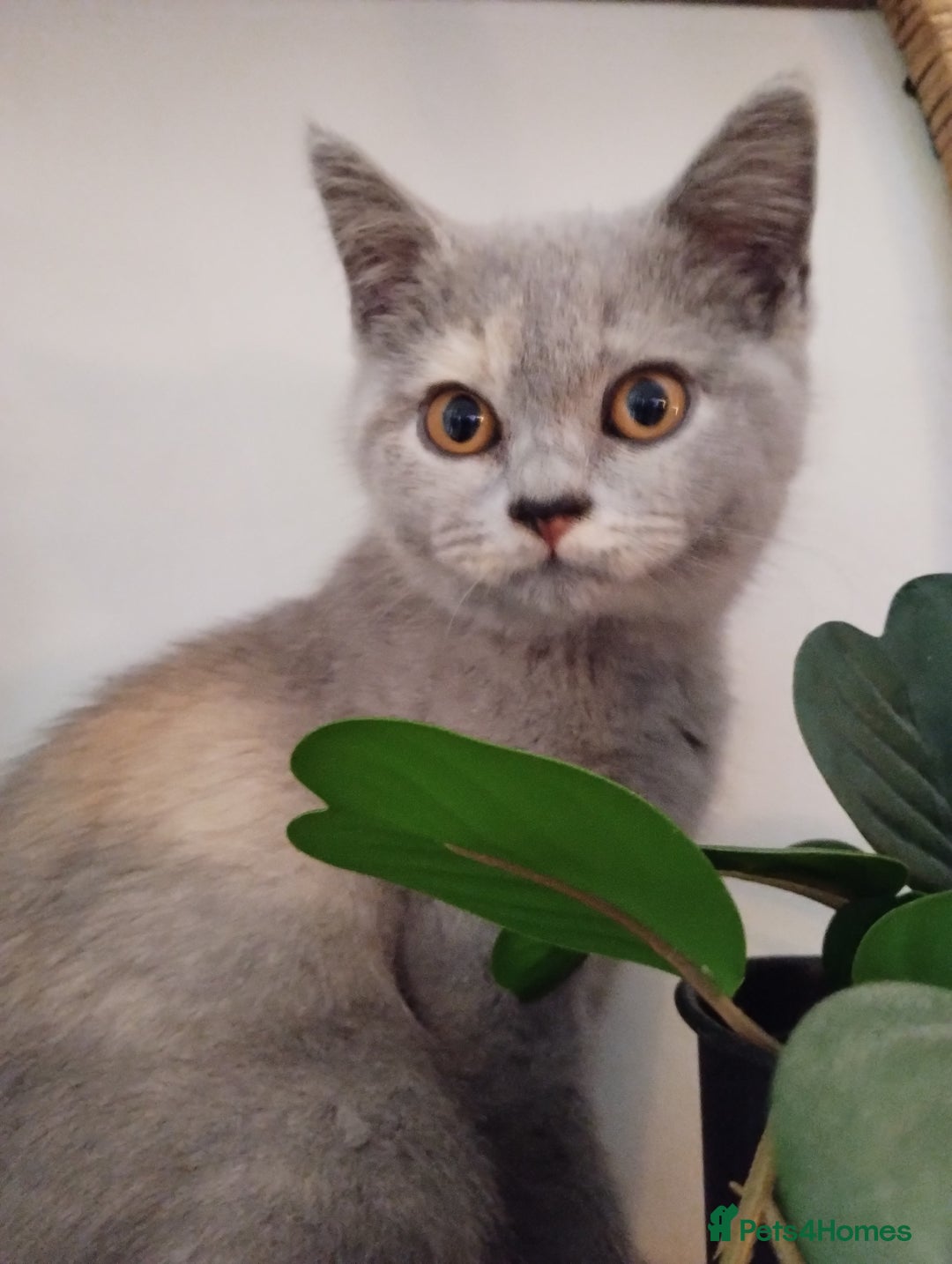 British Shorthair cats for sale: GCCF BSH female- vaccinated, microchipped. - Image 19