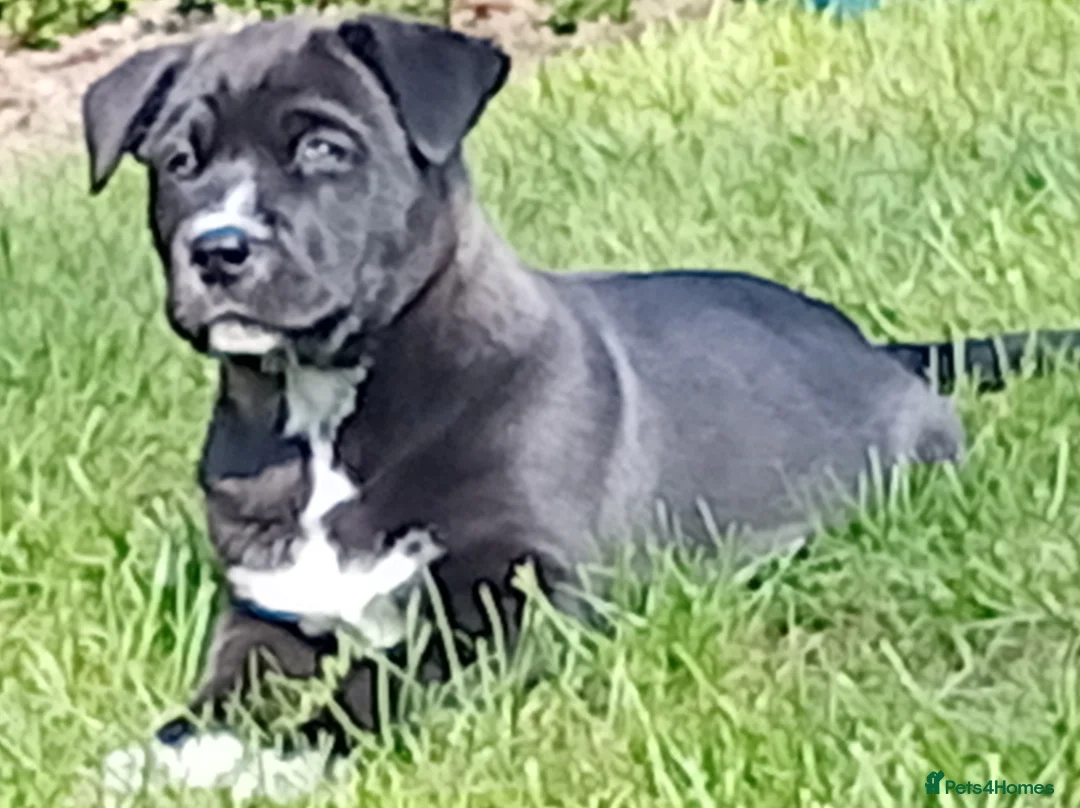 Mixed Breed dogs for sale: Alaskan Malamute X corso - Advert 3