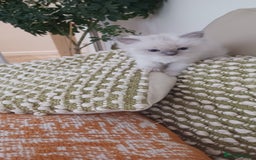 Ragdoll cats for sale: Blue mitted ragdoll kittens - Image 19