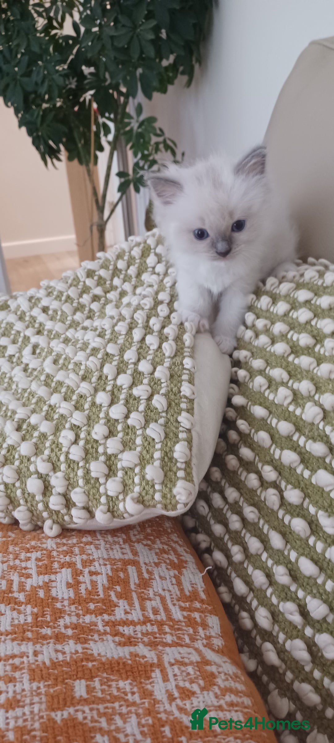 Ragdoll cats for sale: Blue mitted ragdoll kittens - Image 19