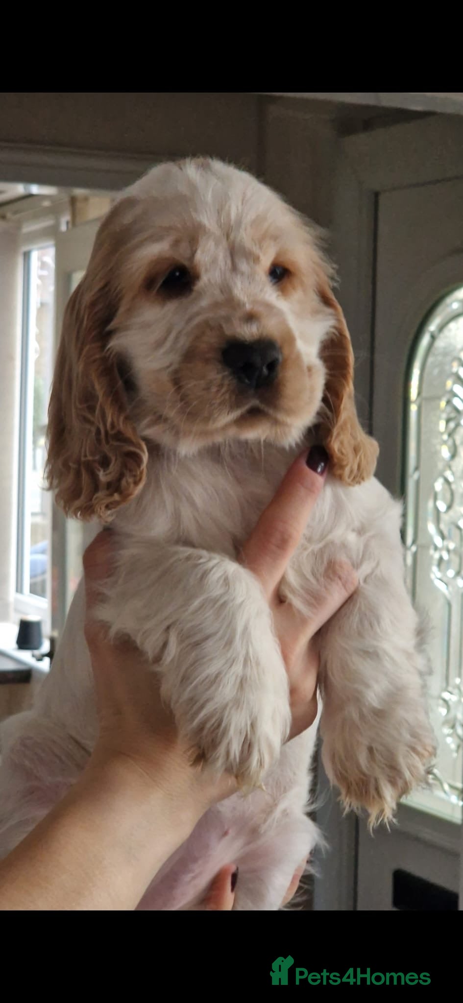 Cocker Spaniel dogs KC Registered Show Cocker Puppies  - Advert 16