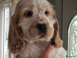 Cocker Spaniel dogs KC Registered Show Cocker Puppies - Advert 1