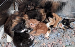Mixed Breed cats for sale: Kittens - Image 17