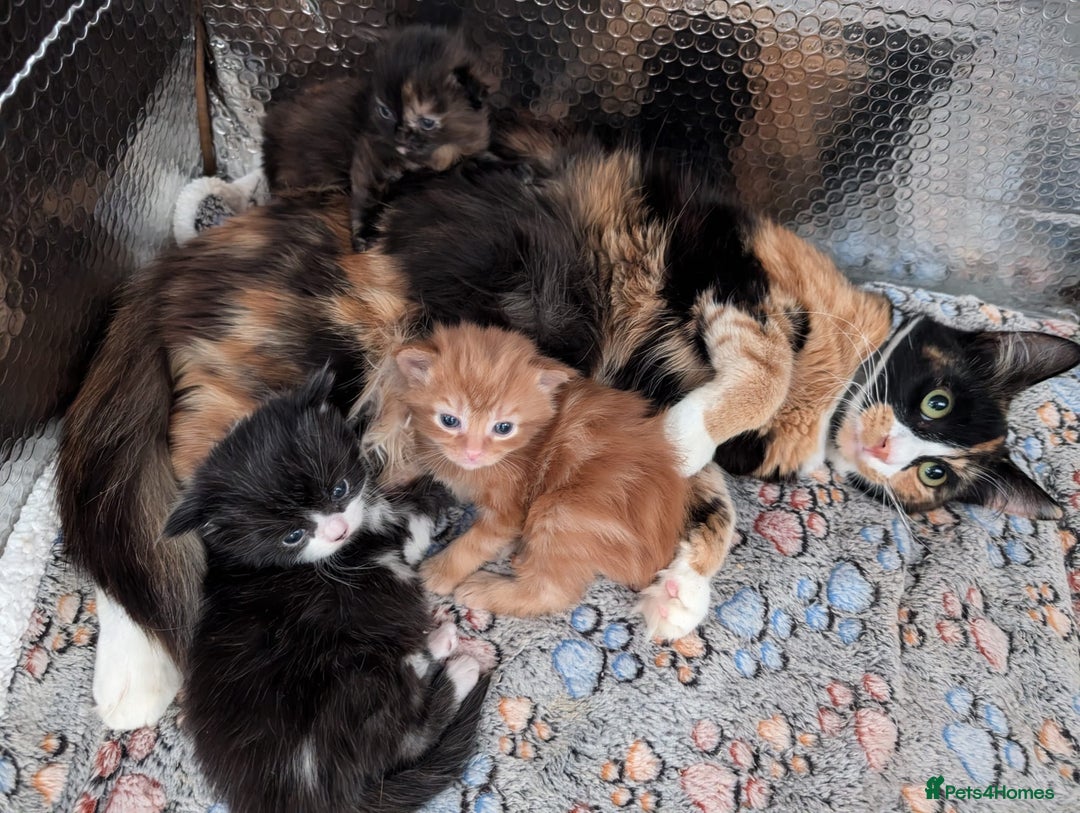 Mixed Breed cats for sale: Kittens - Image 17